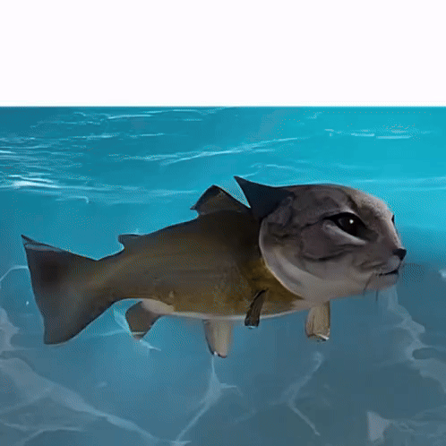 meow blub