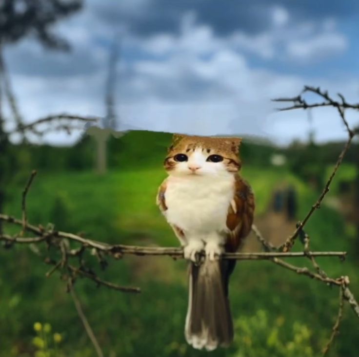 natura