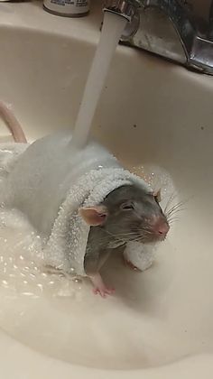 rat